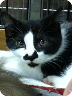 Domestic Shorthair Kitten for Sale in Pittstown, New Jersey - Mou Domestic Shorthair Kitten for Sale in Pittstown, New Jersey - Mou