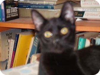 Domestic Shorthair Kitten for Sale in Scottsdale, Arizona - Miss Bliss or Miss Holly Domestic Shorthair Kitten for Sale in Scottsdale, Arizona - Miss Bliss or Miss Holly