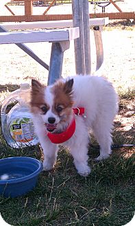 Papillon/Pomeranian Mix Dog for Sale in Ft. Collins, Colorado - Pip Papillon/Pomeranian Mix Dog for Sale in Ft. Collins, Colorado - Pip