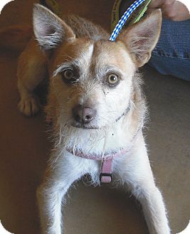 Wirehaired Fox Terrier Mix Dog for Sale in Wickenburg, Arizona - Jax Wirehaired Fox Terrier Mix Dog for Sale in Wickenburg, Arizona - Jax