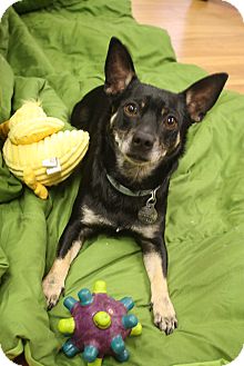 Terrier (Unknown Type, Small)/Chihuahua Mix Dog for Sale in Homewood, Alabama - Chester Terrier (Unknown Type, Small)/Chihuahua Mix Dog for Sale in Homewood, Alabama - Chester