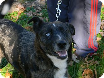 Australian Shepherd/Husky Mix Dog for Sale in Germantown, Maryland - Hoss Australian Shepherd/Husky Mix Dog for Sale in Germantown, Maryland - Hoss