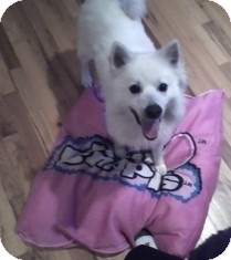 American Eskimo Dog Dog for Sale in selden, New York - Benji American Eskimo Dog Dog for Sale in selden, New York - Benji