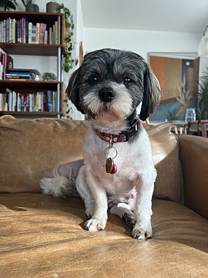 Los Angeles Ca Shih Tzu Meet Lucia A Pet For Adoption Adoptapet