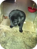 Labrador Retriever/Shar Pei Mix Puppy for Sale in Athens, Georgia - Maranda Labrador Retriever/Shar Pei Mix Puppy for Sale in Athens, Georgia - Maranda