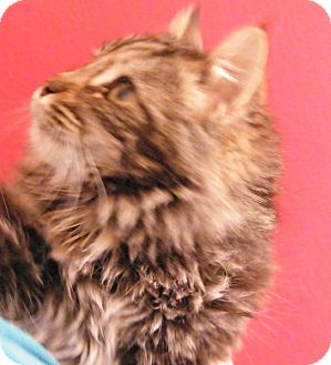 Maine Coon Kitten for Sale in anywhere, New Hampshire - Baby Maine Coon Kitten for Sale in anywhere, New Hampshire - Baby