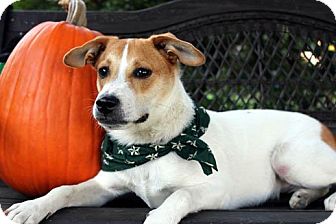 Jack Russell Terrier/Corgi Mix Dog for Sale in Columbus, Georgia - Scooter Jack Russell Terrier/Corgi Mix Dog for Sale in Columbus, Georgia - Scooter