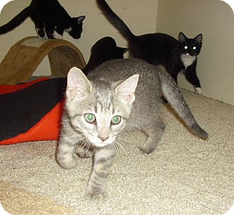 Domestic Shorthair Kitten for Sale in Fairborn, Ohio - Waverly Domestic Shorthair Kitten for Sale in Fairborn, Ohio - Waverly