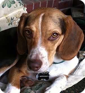 Beagle Mix Puppy for Sale in Houston, Texas - Duncan Beagle Mix Puppy for Sale in Houston, Texas - Duncan