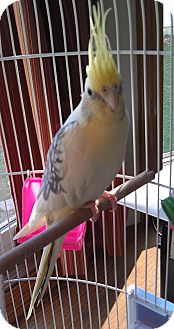 Cockatiel for Sale in Mantua, Ohio - LILEA Cockatiel for Sale in Mantua, Ohio - LILEA
