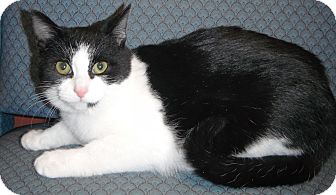 Domestic Shorthair Kitten for Sale in Jackson, Michigan - Patty Domestic Shorthair Kitten for Sale in Jackson, Michigan - Patty