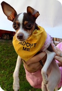 Chihuahua Mix Dog for Sale in San Diego, California - Sadie Chihuahua Mix Dog for Sale in San Diego, California - Sadie