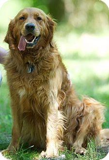 Golden Retriever Dog for Sale in Brattleboro, Vermont - Hunter Golden Retriever Dog for Sale in Brattleboro, Vermont - Hunter