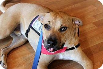 Boxer/Labrador Retriever Mix Dog for Sale in Cincinnati, Ohio - Alex: Good Boy! Boxer/Labrador Retriever Mix Dog for Sale in Cincinnati, Ohio - Alex: Good Boy!