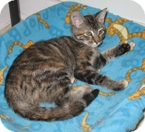 Domestic Shorthair Kitten for Sale in Shelton, Washington - Miss Katie Domestic Shorthair Kitten for Sale in Shelton, Washington - Miss Katie