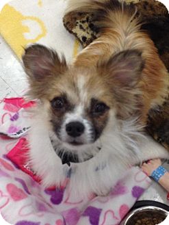 Papillon Mix Dog for Sale in Brea, California - Sparky Papillon Mix Dog for Sale in Brea, California - Sparky