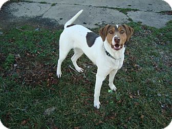 Australian Shepherd/Labrador Retriever Mix Dog for Sale in Lisbon, Ohio - Tiara Australian Shepherd/Labrador Retriever Mix Dog for Sale in Lisbon, Ohio - Tiara