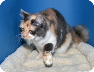 Norwegian Forest Cat Cat for Sale in Ranch Palos Verdes, California - Dutchess Norwegian Forest Cat Cat for Sale in Ranch Palos Verdes, California - Dutchess