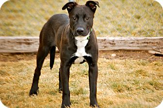 Border Collie/Labrador Retriever Mix Puppy for Sale in Meridian, Idaho - Kodiak Border Collie/Labrador Retriever Mix Puppy for Sale in Meridian, Idaho - Kodiak