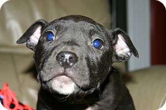 American Pit Bull Terrier Mix Puppy for Sale in Glastonbury, Connecticut - Floyd~Meet me! American Pit Bull Terrier Mix Puppy for Sale in Glastonbury, Connecticut - Floyd~Meet me!