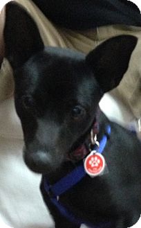 Chihuahua Mix Dog for Sale in Thousand Oaks, California - Bubba Chihuahua Mix Dog for Sale in Thousand Oaks, California - Bubba