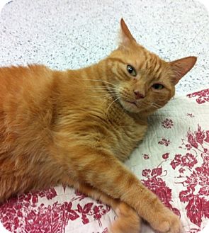 Domestic Shorthair Cat for Sale in Warminster, Pennsylvania - Garfield Domestic Shorthair Cat for Sale in Warminster, Pennsylvania - Garfield