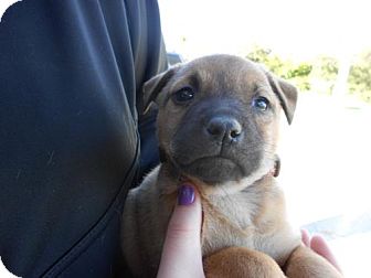 German Shepherd Dog Mix Puppy for Sale in Atascadero, California - Carrie German Shepherd Dog Mix Puppy for Sale in Atascadero, California - Carrie