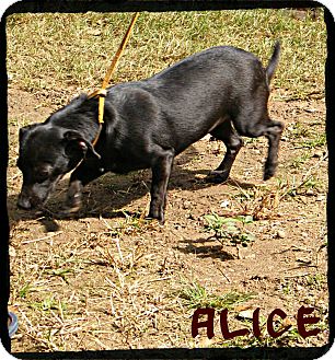 Dachshund/Chihuahua Mix Puppy for Sale in anywhere, New Hampshire - Alice *Reduced Adoption Fee* Dachshund/Chihuahua Mix Puppy for Sale in anywhere, New Hampshire - Alice *Reduced Adoption Fee*