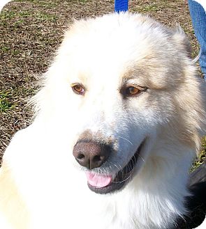 Great Pyrenees Dog for Sale in Princeton, Kentucky - Thor Great Pyrenees Dog for Sale in Princeton, Kentucky - Thor