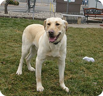 Labrador Retriever Mix Dog for Sale in Meridian, Idaho - Blitzen Labrador Retriever Mix Dog for Sale in Meridian, Idaho - Blitzen