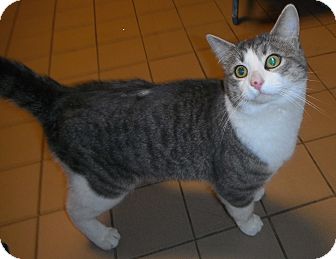 Domestic Shorthair Cat for Sale in Jackson, Michigan - Greystone Domestic Shorthair Cat for Sale in Jackson, Michigan - Greystone