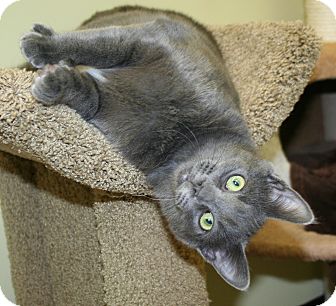 Domestic Shorthair Cat for Sale in Edmonton, Alberta - Memphis Domestic Shorthair Cat for Sale in Edmonton, Alberta - Memphis