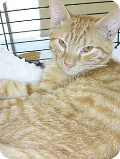 Domestic Shorthair Kitten for Sale in Fairborn, Ohio - Copper Domestic Shorthair Kitten for Sale in Fairborn, Ohio - Copper