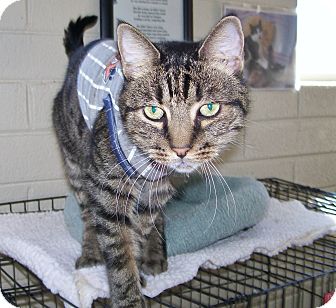 Domestic Shorthair Cat for Sale in Tempe, Arizona - Alexander(Xander) Domestic Shorthair Cat for Sale in Tempe, Arizona - Alexander(Xander)