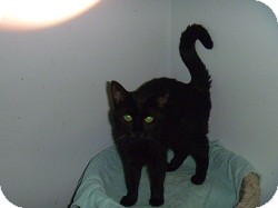 Domestic Shorthair Cat for Sale in Hamburg, New York - Yang Domestic Shorthair Cat for Sale in Hamburg, New York - Yang