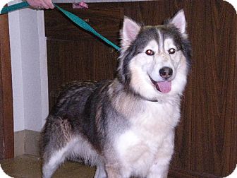 Husky/Collie Mix Dog for Sale in New Castle, Pennsylvania - Husky/Collie Mix Dog for Sale in New Castle, Pennsylvania -