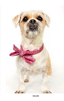Havanese Mix Dog for Sale in New York, New York - Willow Havanese Mix Dog for Sale in New York, New York - Willow