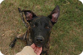 Shepherd (Unknown Type) Mix Dog for Sale in san antonio, Texas - Chance Shepherd (Unknown Type) Mix Dog for Sale in san antonio, Texas - Chance