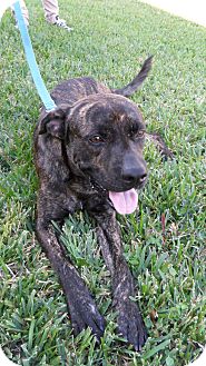 American Bulldog/Boxer Mix Dog for Sale in Miami, Florida - Rocky American Bulldog/Boxer Mix Dog for Sale in Miami, Florida - Rocky
