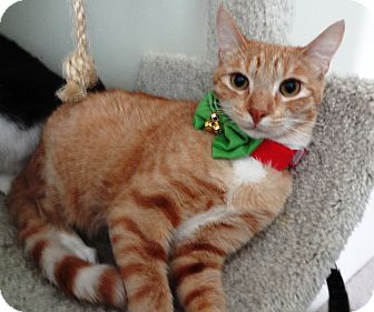 Domestic Shorthair Cat for Sale in Simi Valley, California - Chester Domestic Shorthair Cat for Sale in Simi Valley, California - Chester