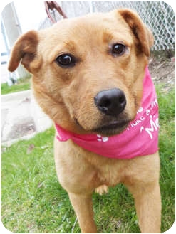 Golden Retriever/Retriever (Unknown Type) Mix Dog for Sale in Detroit, Michigan - Lil- pending! Golden Retriever/Retriever (Unknown Type) Mix Dog for Sale in Detroit, Michigan - Lil- pending!