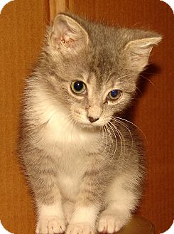 Domestic Shorthair Kitten for Sale in Florence, Kentucky - Evinrude Domestic Shorthair Kitten for Sale in Florence, Kentucky - Evinrude