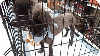 Poodle (Miniature) Dog for Sale in Hazard, Kentucky - Oscar Poodle (Miniature) Dog for Sale in Hazard, Kentucky - Oscar