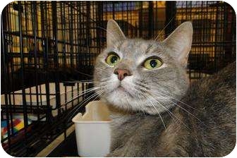 Domestic Shorthair Cat for Sale in Harrisburg, North Carolina - Silly Kitty Domestic Shorthair Cat for Sale in Harrisburg, North Carolina - Silly Kitty