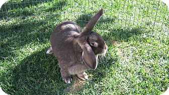 Mini Lop Mix for Sale in Bonita, California - Kayla Mini Lop Mix for Sale in Bonita, California - Kayla