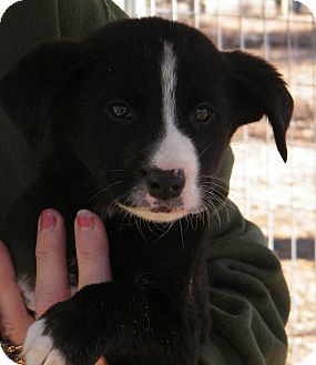 Border Collie Mix Puppy for Sale in shelton, Connecticut - Adonis Border Collie Mix Puppy for Sale in shelton, Connecticut - Adonis