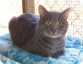 Domestic Shorthair Cat for Sale in Dover, Ohio - Rico Domestic Shorthair Cat for Sale in Dover, Ohio - Rico