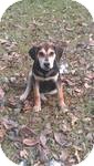 Treeing Walker Coonhound/Beagle Mix Puppy for Sale in Manchester, Connecticut - Buck ADOPTION PENDING Treeing Walker Coonhound/Beagle Mix Puppy for Sale in Manchester, Connecticut - Buck ADOPTION PENDING