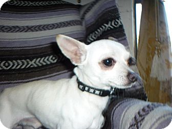 Chihuahua Mix Dog for Sale in Columbus, Georgia - Sam Chihuahua Mix Dog for Sale in Columbus, Georgia - Sam