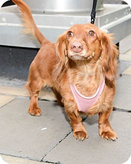 Dachshund Dog for Sale in New York, New York - Baby Princess Dachshund Dog for Sale in New York, New York - Baby Princess